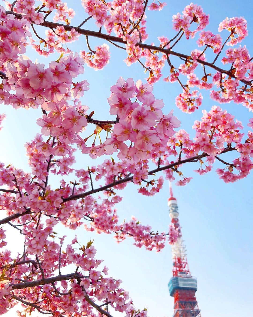 岡部あゆみさんのインスタグラム写真 - (岡部あゆみInstagram)「タワー下の桜が満開🗼🌸」3月5日 20時59分 - ayumi_okabe