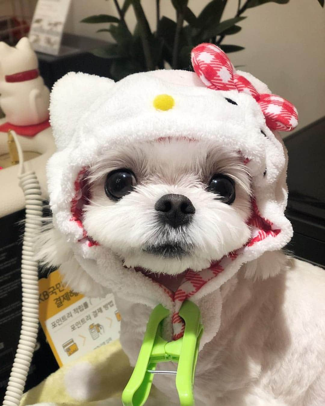 イトゥク さんのインスタグラム写真 - (イトゥク Instagram)「난 아빠 공연 언제 볼수있지 하..🐶#심쿵💕#쿵무룩😔」3月5日 22時48分 - xxteukxx