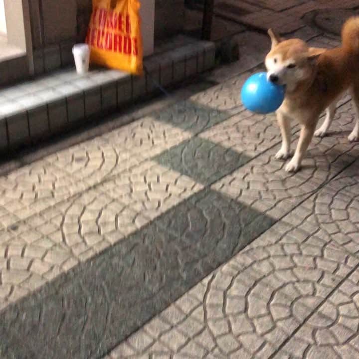 大江健次のインスタグラム：「近所の深夜のコンビニにて。 飼い主さんを待つ柴犬。 大胆かつ斬新な待ち方に癒される。  #犬 #柴犬 #可愛い #癒し #cute #DOG #japanesedog #dogstagram #doginstagram  #shibainu #動じない #タワレコ」