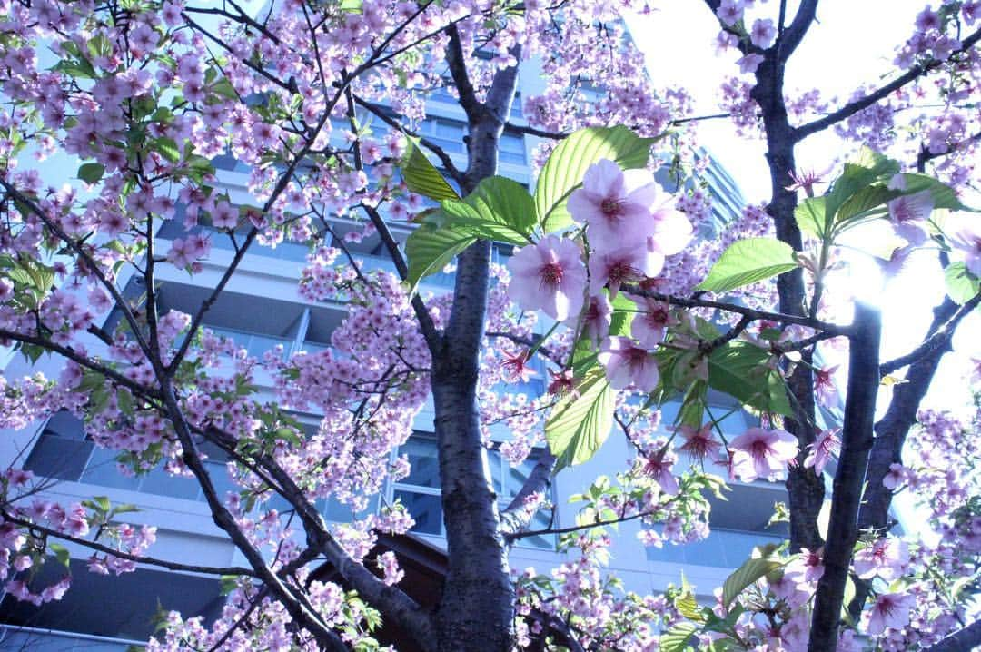 八坂沙織のインスタグラム：「あったかくなってきたね #お花畑部 #野外活動」