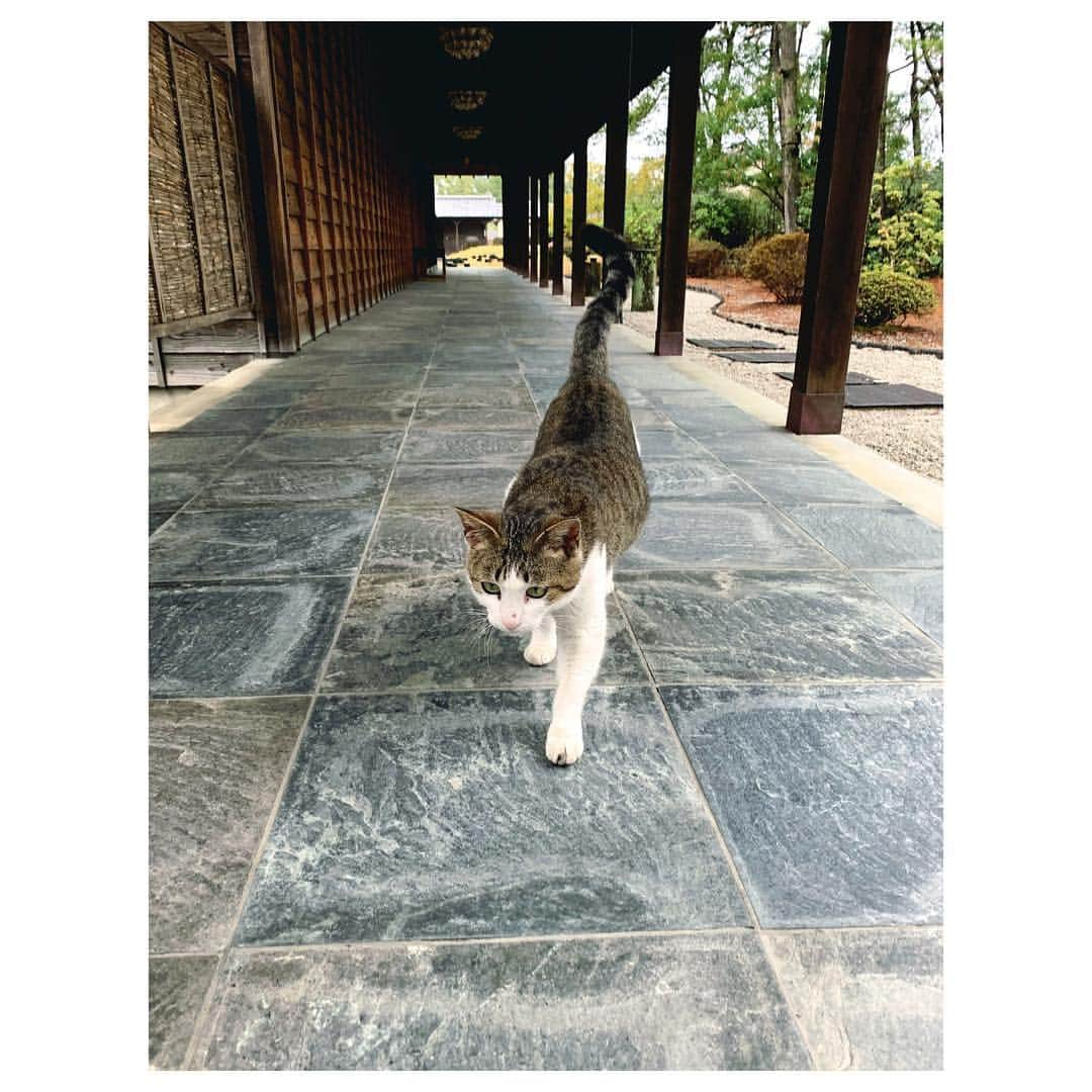 愛可さんのインスタグラム写真 - (愛可Instagram)「・ 宮崎の温泉で出会った猫さん ・ ・ 地熱で温まった、天然の床暖房の上でゴロゴロしていて幸せそうでした♡ 触らせてくれたので、、猫パワーチャージしました💡 ここで自由に暮らせるなんて最高だな〜 猫にも良い街、宮崎！」3月6日 14時55分 - aikick