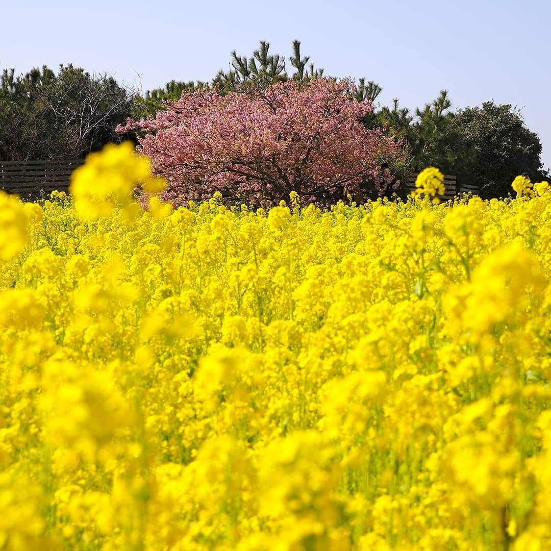 愛知県田原市のインスタグラム