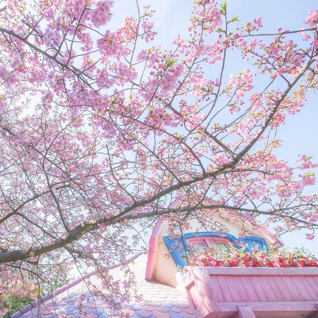 東京ディズニーリゾートさんのインスタグラム写真 - (東京ディズニーリゾートInstagram)「Signs of spring! この花に想いを託して🌸 #minnieshouse #toontown #tokyodisneyland #tokyodisneyresort #cherryblossom #spring #ミニーの家 #トゥーンタウン #東京ディズニーランド #東京ディズニーリゾート #桜 #河津桜 #ピンク」3月6日 13時53分 - tokyodisneyresort_official