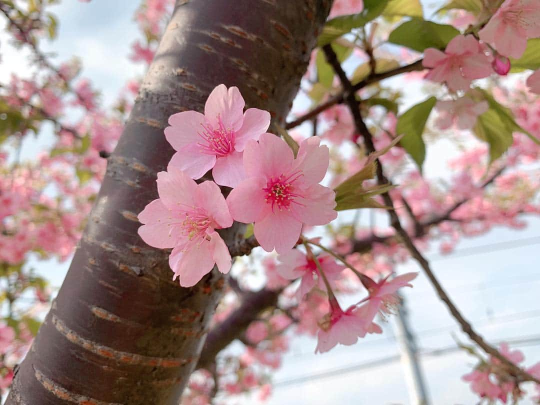 牧村里奈のインスタグラム：「. お久しぶりです🌷 最近は寒暖差が激しいですが、みなさんお元気ですか？☺️ . 私は一足早く春を感じてきました！🌸 はやく暖かくなるといいな〜❤︎ . #桜#河津桜#春休み」