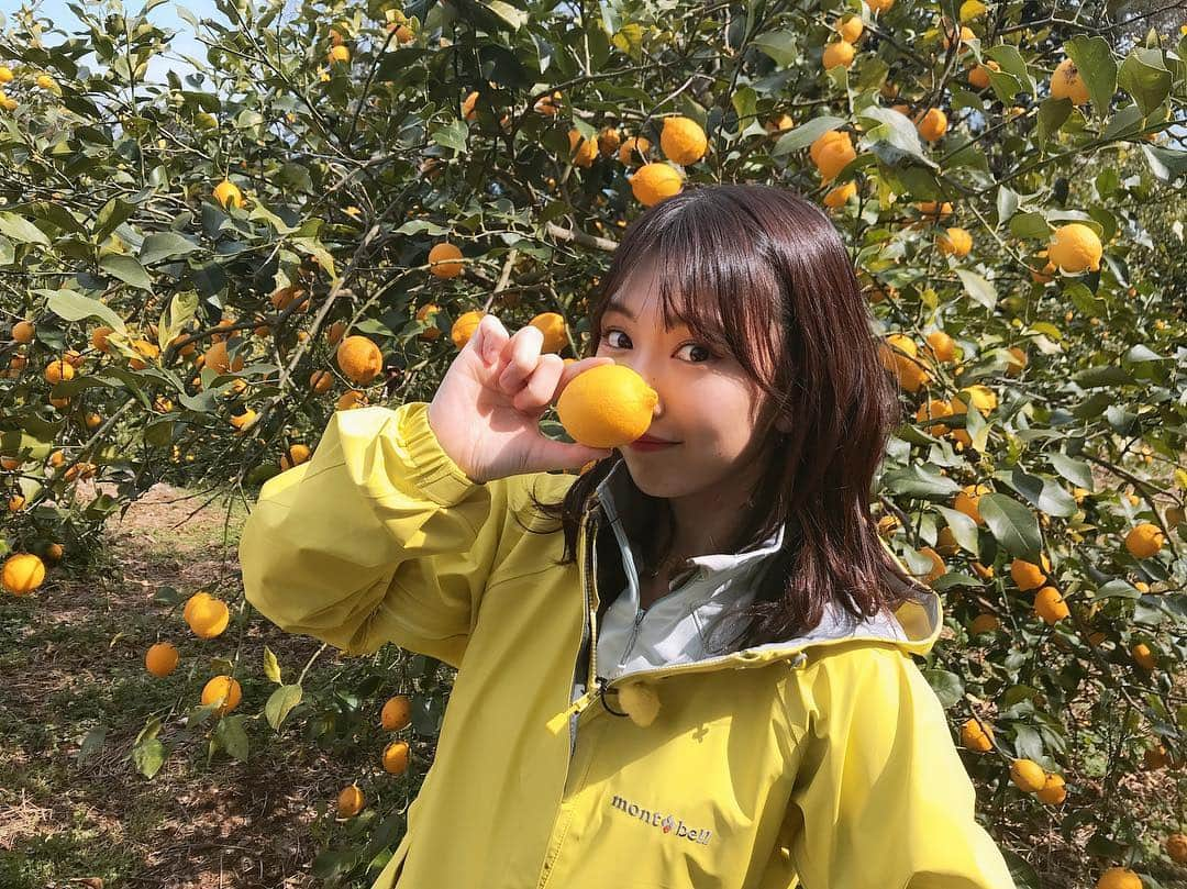 熊崎晴香さんのインスタグラム写真 - (熊崎晴香Instagram)「本日 23時7分〜 ﻿ TBSさんにて﻿ 「とれたてキス」💋🍋﻿ が放送されます！﻿ ﻿ 今回のテーマは﻿ レモン🍋﻿ ﻿ お楽しみに🥰  #レモン #lemon #fruits #yellow #小田原 #TBS #とれたてキス」3月6日 9時59分 - kumakuma9810