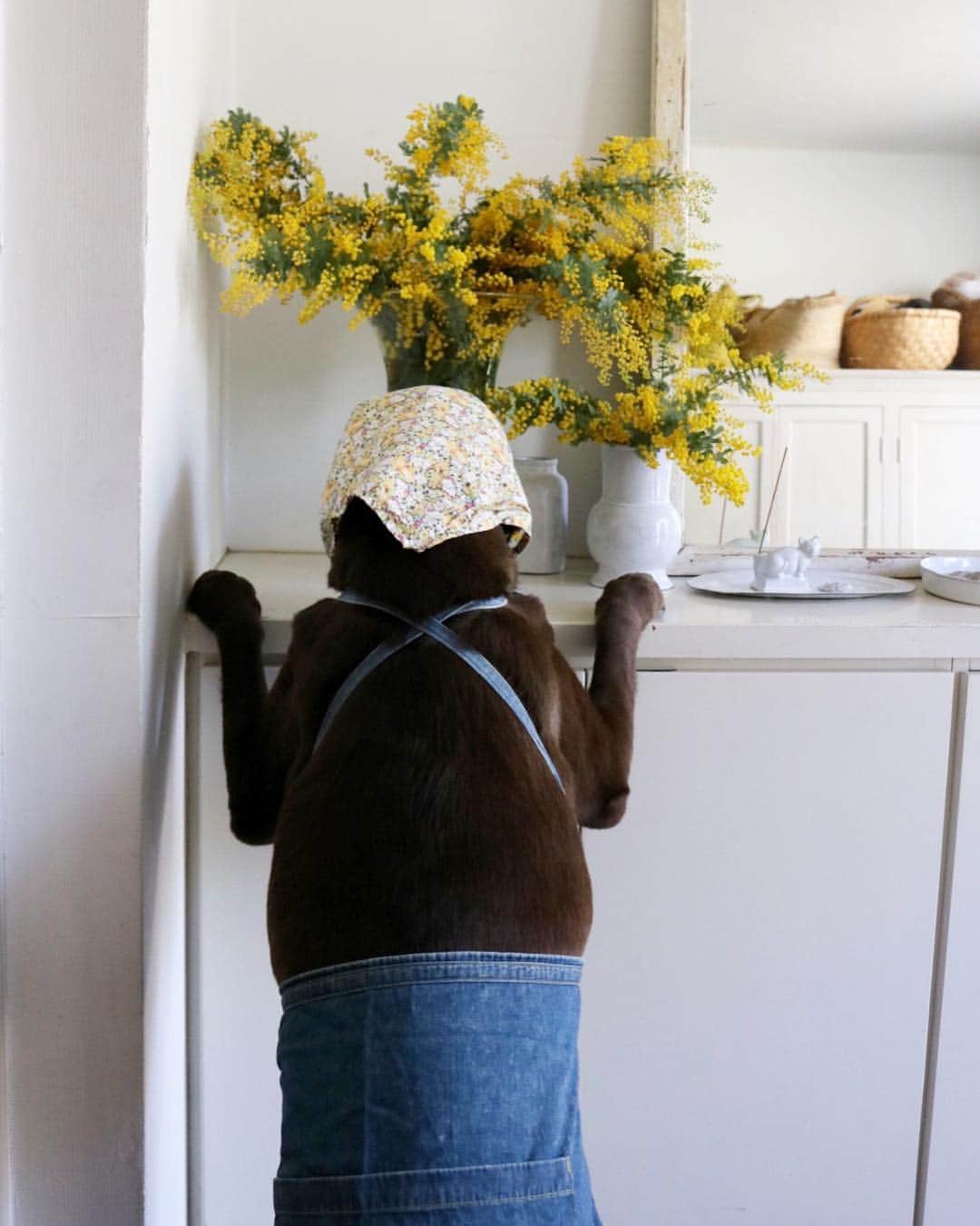 masakiさんのインスタグラム写真 - (masakiInstagram)「Wed.6 Mar.2019  奇跡的に花生師のスケジュールがとれました！ ミモザたっぷり玄関にしつらえてもらってます。 花の動きを凝視する真剣なその眼差し やっぱいいわ♡  #カリスマ花生け師#森ヴォルス」3月6日 11時32分 - mogurapicassowols