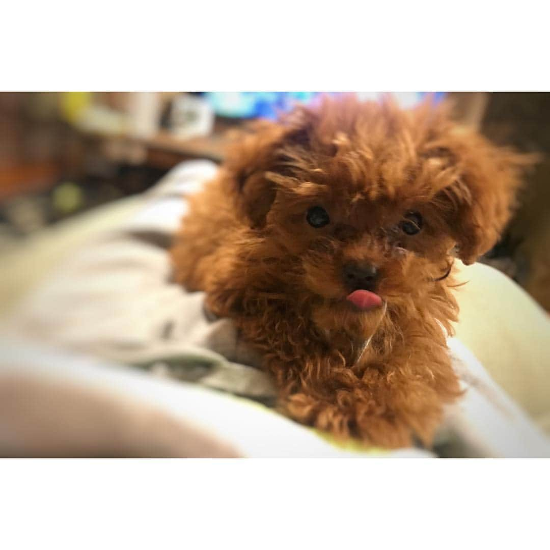 DJ LICCAさんのインスタグラム写真 - (DJ LICCAInstagram)「helloooo❤️❤️❤️ ・ ・ ・ #poodle #toypoodle #dog #instadog #プードル #トイプードル #タイニープードル #ティーカッププードル #天使 #いぬばか部 #犬」3月6日 15時36分 - djlicca