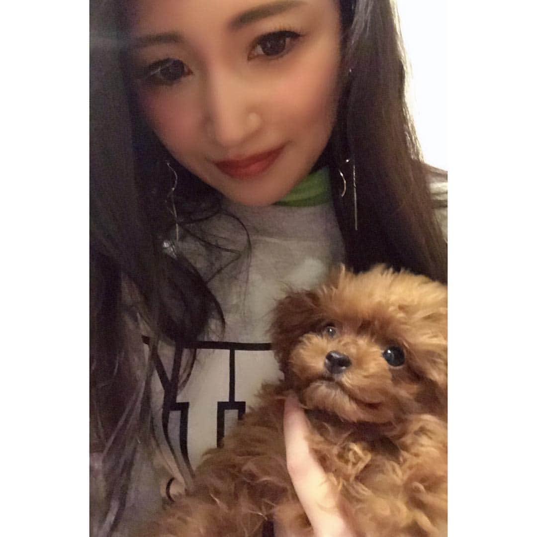 DJ LICCAさんのインスタグラム写真 - (DJ LICCAInstagram)「helloooo❤️❤️❤️ ・ ・ ・ #poodle #toypoodle #dog #instadog #プードル #トイプードル #タイニープードル #ティーカッププードル #天使 #いぬばか部 #犬」3月6日 15時36分 - djlicca