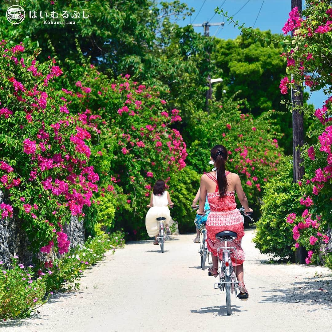 HAIMURUBUSHI はいむるぶしさんのインスタグラム写真 - (HAIMURUBUSHI はいむるぶしInstagram)「初夏の訪れを感じながら、沖縄情緒溢れる街並みを自転車で巡る「島チャリ散歩」。彩り豊かな花々が出迎えてくれます。#沖縄 #八重山諸島 #竹富島 #レンタルサイクル #島チャリ #散歩 #はいむるぶし #japan #okinawa #yaeyamaislands #taketomiisland #cycling #walking #kohamaisland #beachresort #haimurubushi」3月6日 20時04分 - haimurubushi_resorts