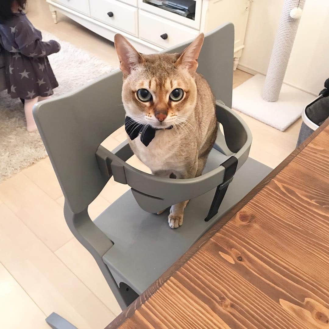 モルト♡Malt(Singapuracat)のインスタグラム：「はやくごはーん！！🍽😺🍖 おでこでゴツンゴツンぶつかりながら催促してくるよね☺️ * * #甘えん坊猫 #お兄ちゃん #猫と子供 #キッズチェア #ベビーチェア #リエンダー #ハイチェア #Leander」