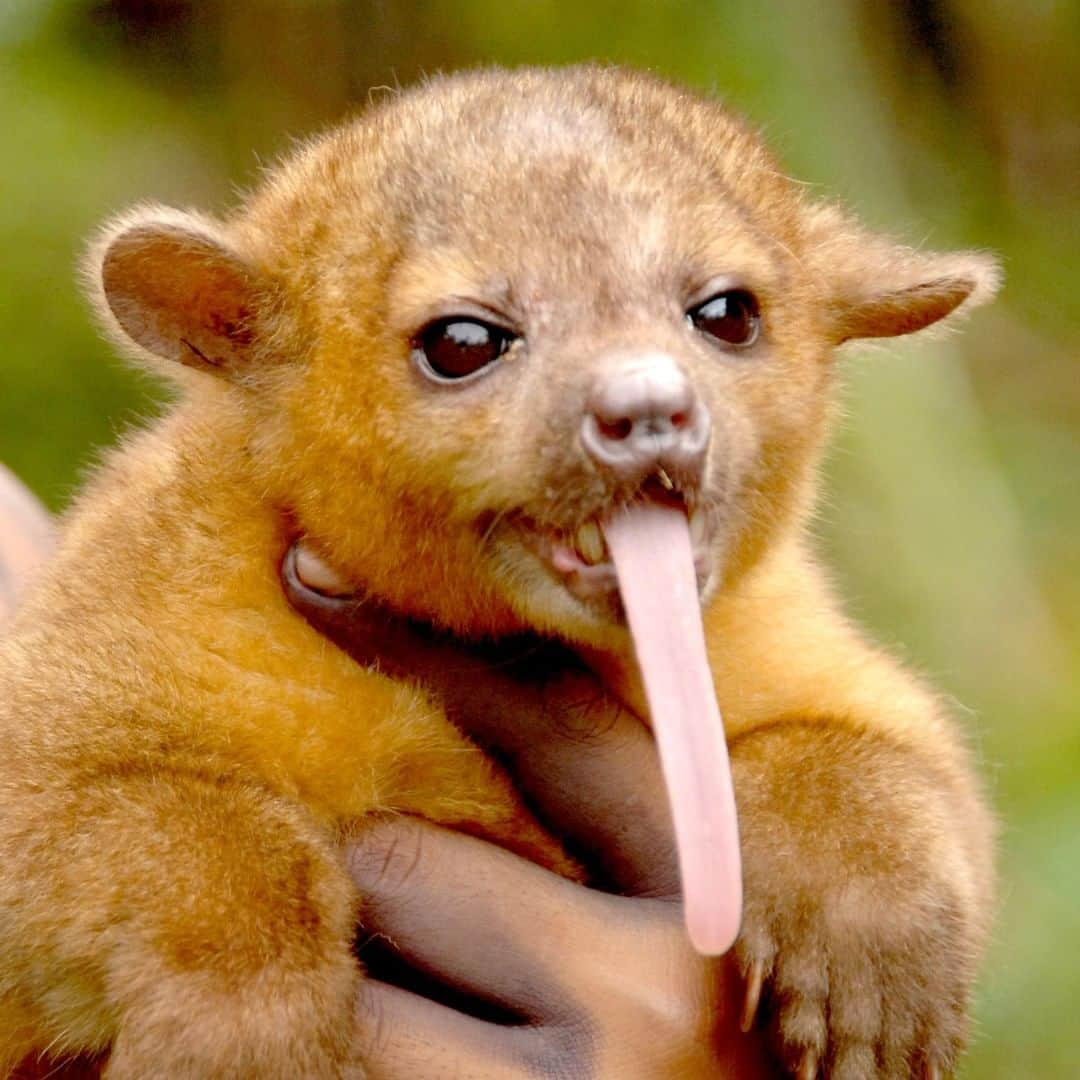 アニマルプラネットさんのインスタグラム写真 - (アニマルプラネットInstagram)「Take a look at that tongue! Meet the kinkajou, or the honey bear. These tiny animals are honey fanatics. They'll raid bee hives just to get a taste of the sweet stuff. . . . . . . #animalsofinstagram #animalplanet #animaloftheday #wild #wildlife #outdoors #animals #wildanimals #conservation #nature #animallovers #instanature #wildgeography #kinkajou #honey」3月7日 2時00分 - animalplanet