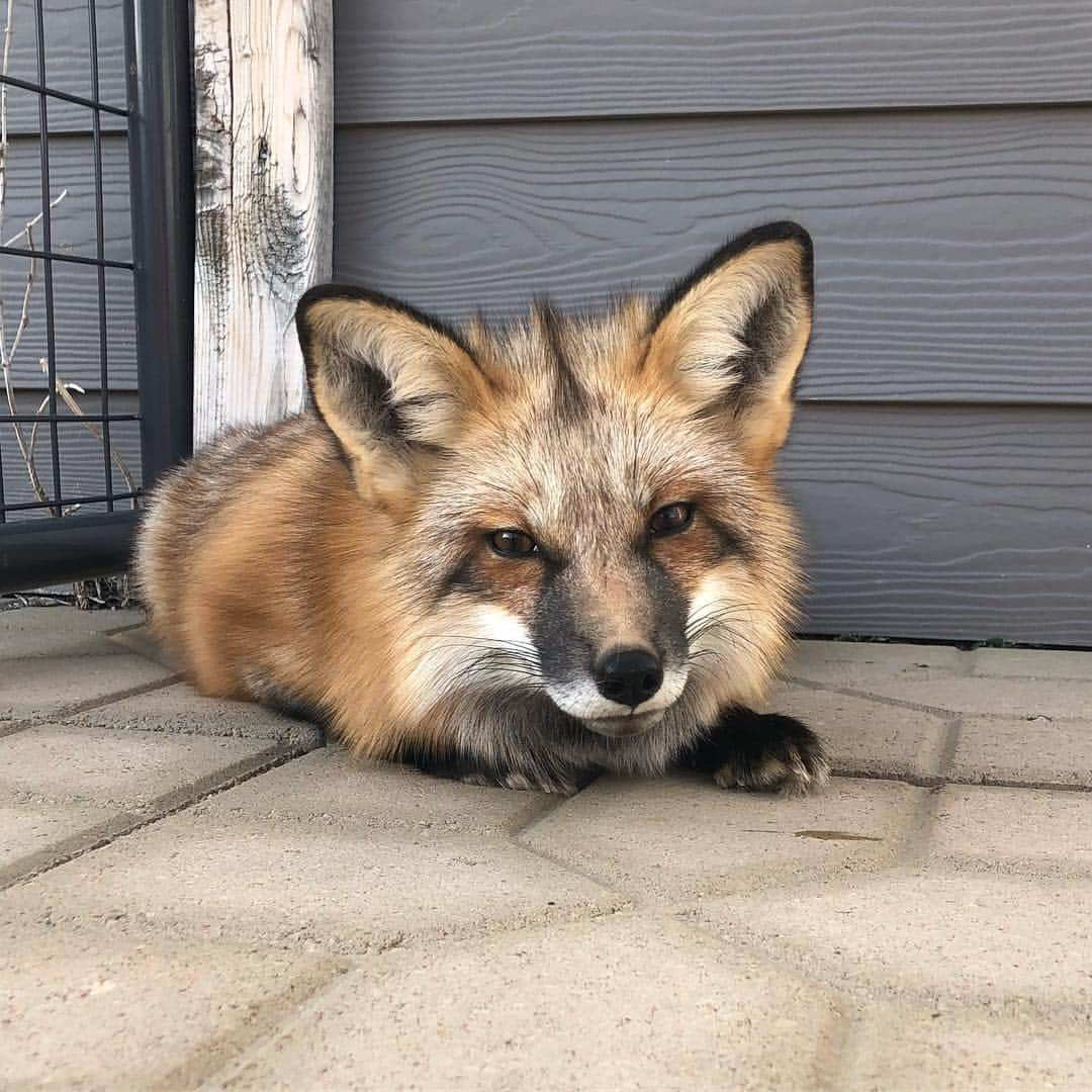 Rylaiさんのインスタグラム写真 - (RylaiInstagram)「Liberty Belle 🇺🇸 Libby Belle is a rescue we brought into our pack from another rescue organization... Keepers of the Bond... Libby is a captive bred US fox and while raised by Humans, is not domesticated. Some folks indicate that since her origins are in fur farming she is domesticated - but that would be domesticated for fur- being selectively bred for many generations for coat quality and color- to be killed for the fashion industry.  Libby is not genetically tame. She was rescued from a farm in Virginia.  Since we did not rescue her until she was about 7 months of age, we are limited to the impact we have on her training and socialization. . The personalities of the captive bred, non Russian domesticated foxes vary greatly. Unfortunately, how tame they are isn’t going to be known until after they reach sexual maturity.  In comparison, our Russian domesticated foxes are mother raised, limited human interaction and we did not receive until they were 1 yr old. They have no aggression towards humans, non-resource guarding behavior, and were able to be around strangers immediately. They are what we call, our “hippie” foxes.... totally chill.... . #tamefox #domesticatedfoxes #furfree #animalconservation #russiandomesticatedfoxes #genetics #pacbio #maksa #viktor #libby #tame #foxesofig #hippie #chill #wild #wildfox #redfox #photooftheday #foxesofinstagram #photoshoot #lovefoxes #」3月7日 2時17分 - jabcecc