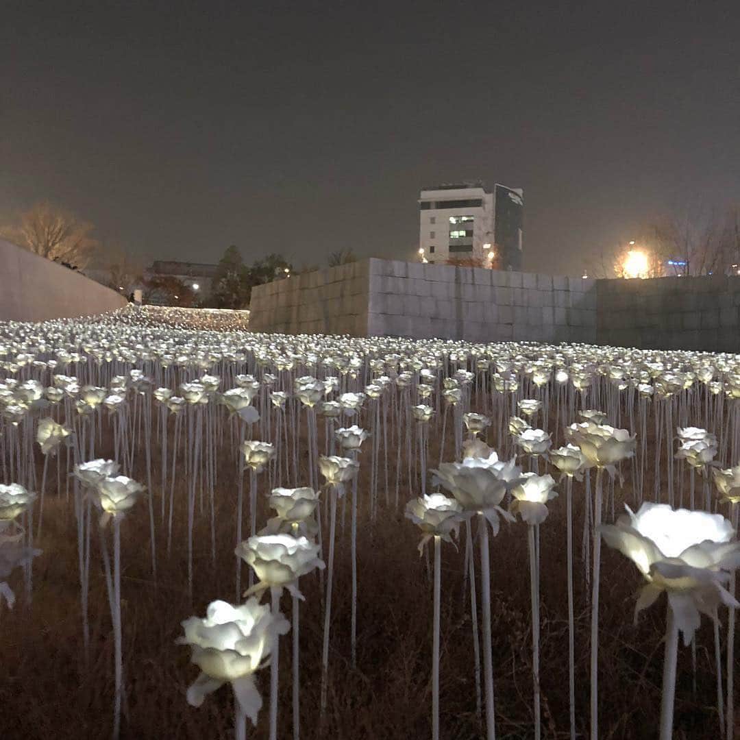 isutaさんのインスタグラム写真 - (isutaInstagram)「. 韓国の人気観光スポット東大門。 ランドマークでもある東大門デザインプラザ内にある「LEDバラ庭園」はご存知ですか？❤︎ . 夜になると、2万1000本ものLEDのバラが美しく光り輝くんです！ . とっても幻想的でワクワクすること間違いなしの空間ですよ♩ . 韓国に行く際には、ぜひチェックしてみてください！ . @roter_mond_0724 @heiten_04 @x1342a . #isuta #isutapic #isutaspot #イスタ #韓国 #韓国旅行 #ledバラ庭園」3月7日 17時48分 - isuta_jp