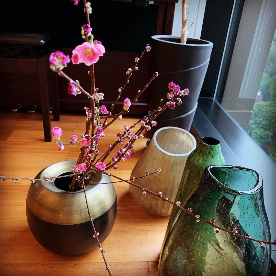 青田典子さんのインスタグラム写真 - (青田典子Instagram)「#桃の花が、まだ綺麗です🌸」3月7日 12時33分 - norikoaota
