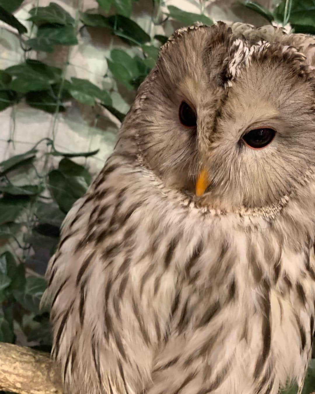 橘メアリーさんのインスタグラム写真 - (橘メアリーInstagram)「・ ・ 🦉🦉🦉🦉🦉🦉🦉🦉🦉🦉 お友達とフクロウカフェ？ (カフェじゃなかったけど) 行ってきたよー୨୧⑅*. かわゆかった！！ ・ ・ 豆柴も行ったから後日載せるね😇 ・ ・ #フクロウカフェ  #原宿 #harajuku  #橘メアリー #橘瑪麗  #セクシー女優 #dj ・ ・ 🦉🦉🦉🦉🦉🦉🦉🦉🦉🦉」3月7日 13時41分 - tachibanamary