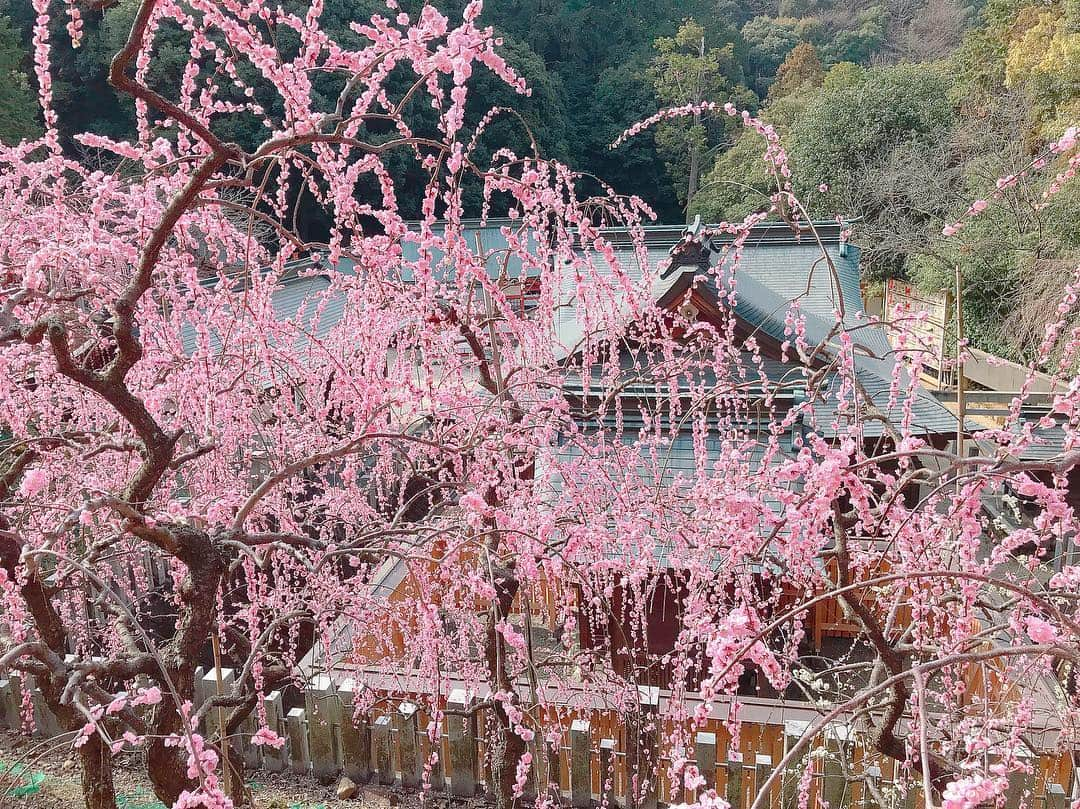 沢井里奈さんのインスタグラム写真 - (沢井里奈Instagram)「♡ . 大縣神社の梅まつり🌸✨ . ピンクと白のしだれ梅が とっても綺麗でした☺️💓💓 320本あるそうです、、😳❤️ . 9時半頃と少し早めに行ったのですが、 10時頃にはもうすごい人になってました🌟 たまたま早く起きれたからなんだけど 早めに行ってよかったです👒🌼💕💕笑 . #flower #beautiful #photogenic #outing #coordinate #fashion #ootd #rirandture #instafashion #makeup #instagood #instagramjapan #japanesegirl #梅まつり #大縣神社 #しだれ梅 #梅の花 #犬山市 #さわーおでかけ #さわーコーデ」3月7日 20時50分 - sawairina