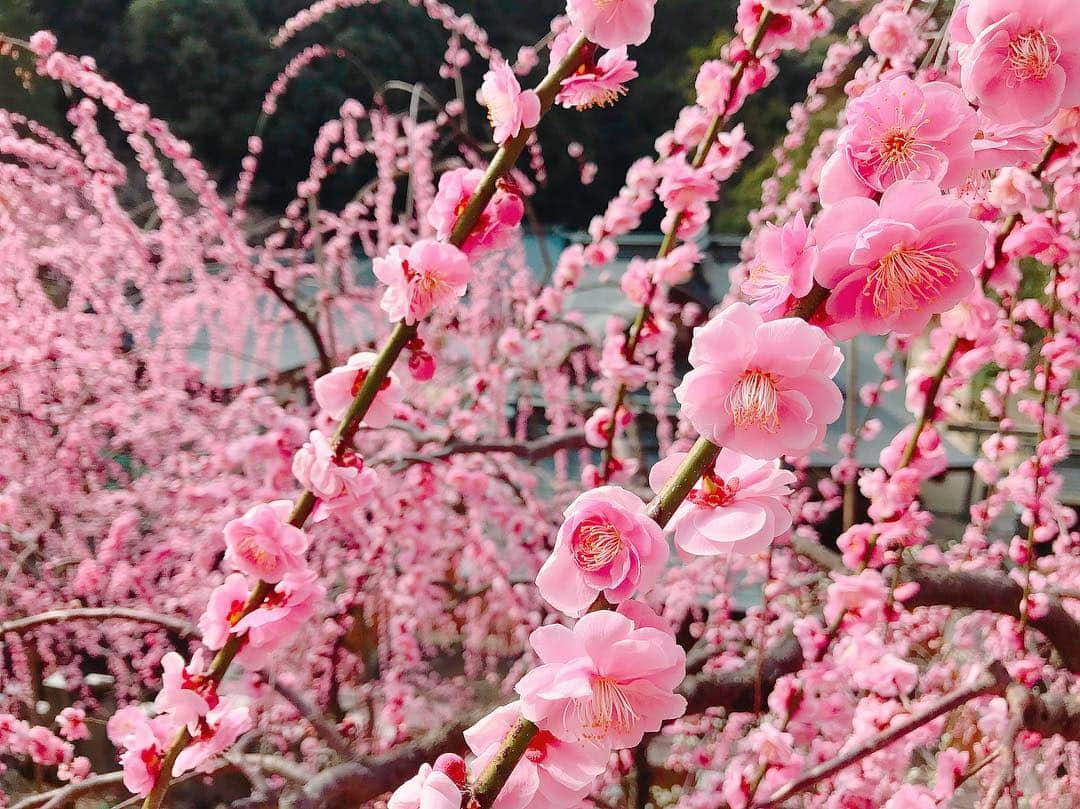 沢井里奈さんのインスタグラム写真 - (沢井里奈Instagram)「♡ . 大縣神社の梅まつり🌸✨ . ピンクと白のしだれ梅が とっても綺麗でした☺️💓💓 320本あるそうです、、😳❤️ . 9時半頃と少し早めに行ったのですが、 10時頃にはもうすごい人になってました🌟 たまたま早く起きれたからなんだけど 早めに行ってよかったです👒🌼💕💕笑 . #flower #beautiful #photogenic #outing #coordinate #fashion #ootd #rirandture #instafashion #makeup #instagood #instagramjapan #japanesegirl #梅まつり #大縣神社 #しだれ梅 #梅の花 #犬山市 #さわーおでかけ #さわーコーデ」3月7日 20時50分 - sawairina