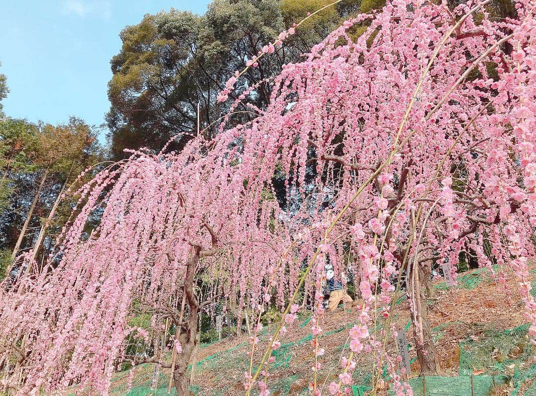 沢井里奈さんのインスタグラム写真 - (沢井里奈Instagram)「♡ . 大縣神社の梅まつり🌸✨ . ピンクと白のしだれ梅が とっても綺麗でした☺️💓💓 320本あるそうです、、😳❤️ . 9時半頃と少し早めに行ったのですが、 10時頃にはもうすごい人になってました🌟 たまたま早く起きれたからなんだけど 早めに行ってよかったです👒🌼💕💕笑 . #flower #beautiful #photogenic #outing #coordinate #fashion #ootd #rirandture #instafashion #makeup #instagood #instagramjapan #japanesegirl #梅まつり #大縣神社 #しだれ梅 #梅の花 #犬山市 #さわーおでかけ #さわーコーデ」3月7日 20時50分 - sawairina