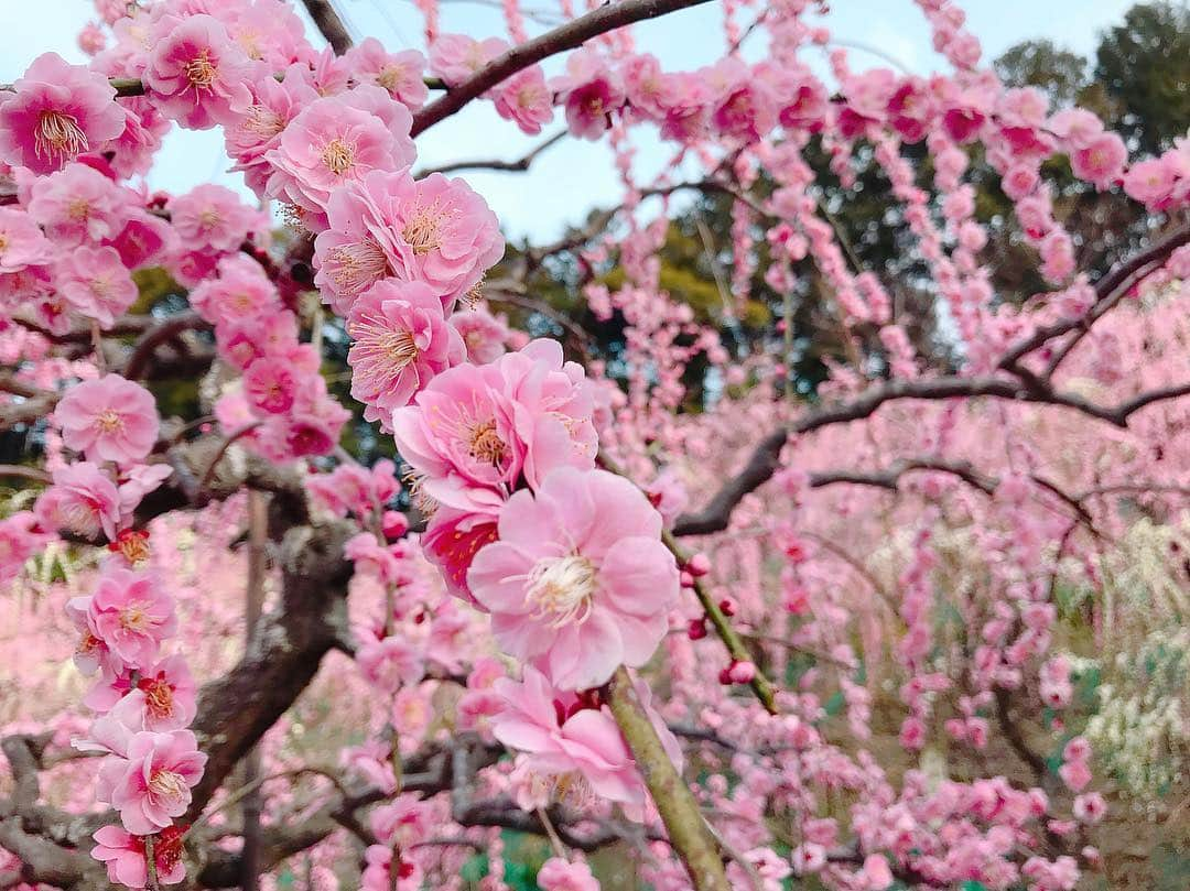 沢井里奈さんのインスタグラム写真 - (沢井里奈Instagram)「♡ . 大縣神社の梅まつり🌸✨ . ピンクと白のしだれ梅が とっても綺麗でした☺️💓💓 320本あるそうです、、😳❤️ . 9時半頃と少し早めに行ったのですが、 10時頃にはもうすごい人になってました🌟 たまたま早く起きれたからなんだけど 早めに行ってよかったです👒🌼💕💕笑 . #flower #beautiful #photogenic #outing #coordinate #fashion #ootd #rirandture #instafashion #makeup #instagood #instagramjapan #japanesegirl #梅まつり #大縣神社 #しだれ梅 #梅の花 #犬山市 #さわーおでかけ #さわーコーデ」3月7日 20時50分 - sawairina