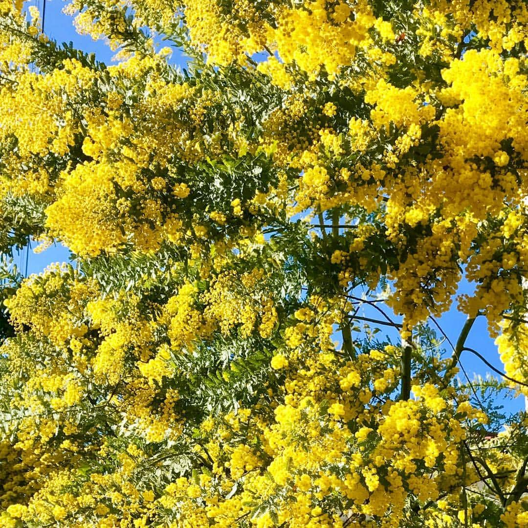 光野桃さんのインスタグラム写真 - (光野桃Instagram)「ミモザの日。光色の花が映えるお天気になりました。  #ミモザの日 #国際婦人デー #すべての女性たちがミモザの花束を贈られる #ミラノの思い出 #やっと晴れたね #金曜日だしね」3月8日 11時31分 - mitsuno.momo