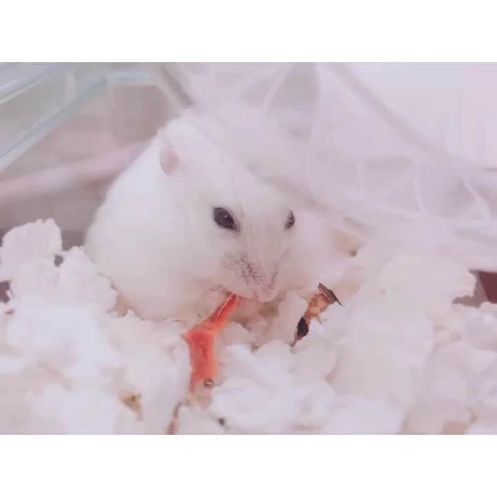 白戸遥のインスタグラム：「おもち🐹は最近ドライフードがお気に入り😆今日は人参の皮ー！ぱくぱく。 #hamster #hamstagram #hammy  #dwarfhamster #hamstergram #petstagram #fluffy #hamsterlife #hamsterlove  #ハムスター部 #ハムスタグラム #ハムスター #はむすたぐらむ #햄스터 #仓鼠的日常 #仓鼠  #白戸家 #はるちゃん  #かわいい  #ハムスター好きな人と繋がりたい #ハムスターのいる生活  #おもち #にんじん #皮 #ハムスター動画 #ジャンガリアン #ドライフード #てづくり #おやつ」