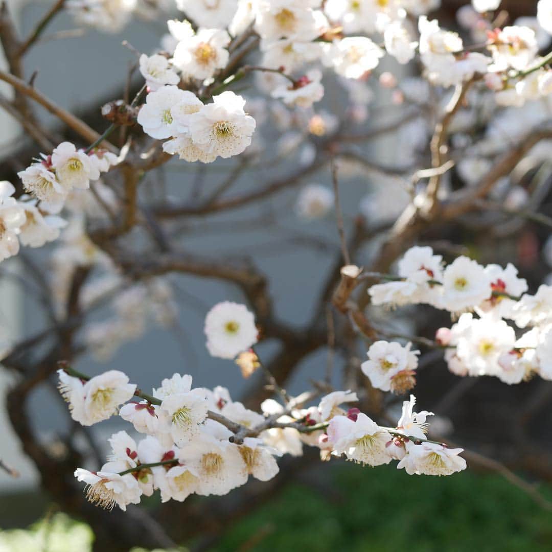 城北不動産さんのインスタグラム写真 - (城北不動産Instagram)「お寺さんの境内にきれいな梅の花が咲いてました。今日も風は冷たいですが、日々春の訪れを感じます^_^  #練馬区 #氷川台 #桜台 #城北不動産 #梅の花」3月8日 17時41分 - johoku.f