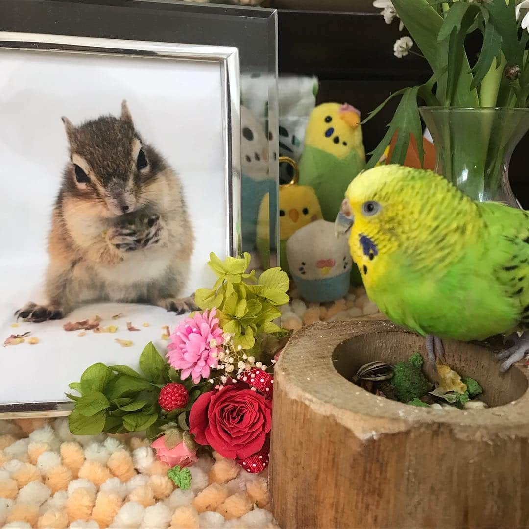 peace_0322さんのインスタグラム写真 - (peace_0322Instagram)「#インコ#セキセイインコ#リス#シマリス#ふわもこ部 ピース君と一緒にモグモグしてるの🐤😋」3月8日 18時15分 - peace_0322