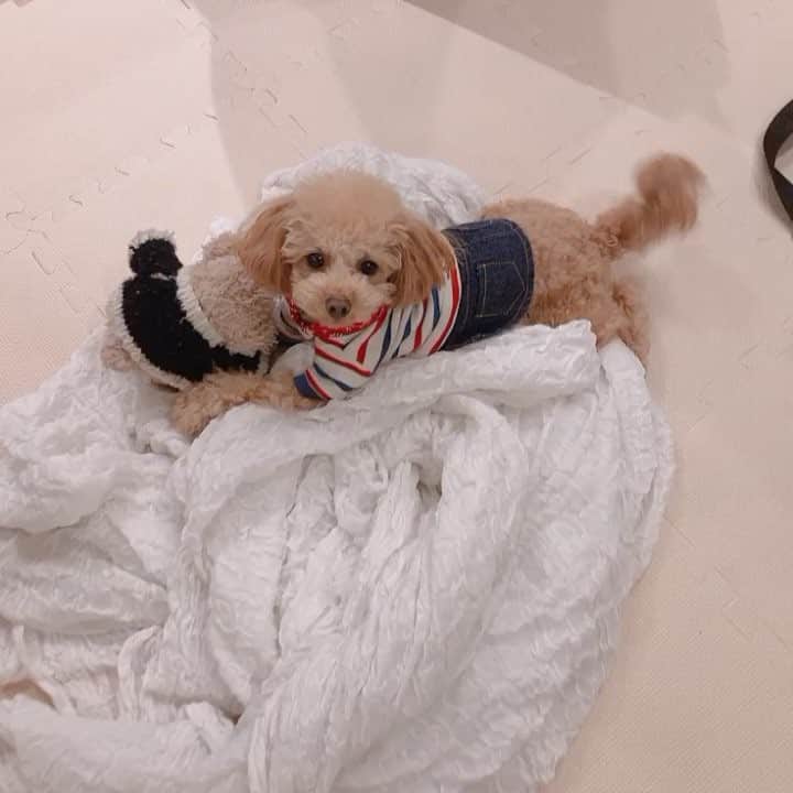 姫野れみのインスタグラム：「癒癒癒🥰 3分前に会ったのに 嬉しさを隠しきれない愛犬。 ・ #愛犬 #ヴィヴィ #1歳9ヶ月 #タイニープードル #タイニー #トイプードル #トイプー #アプリコット #タイニープードルアプリコット #トイプードルアプリコット #dog #tiny #tinypoodle #poodle #toypoodle #dogstagram #mydog #babydog #instadog #lovemydog #lovedog #psfirst #petsfirst #apricot」