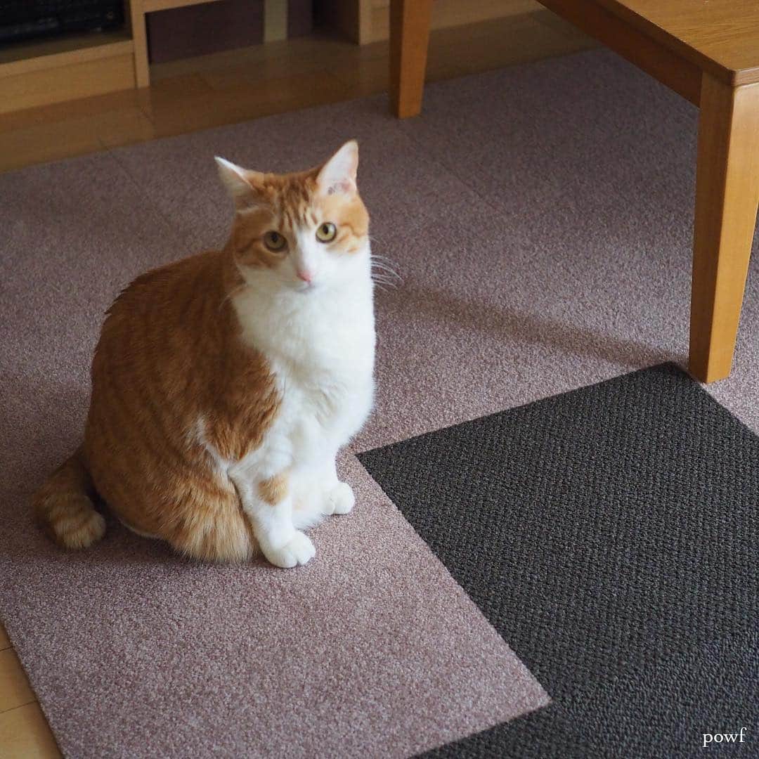anemone_69のインスタグラム：「. . . #ハカセとキョウジュ #茶トラ白 #茶白 #cat #猫 . . #タイルカーペット #東リ #アタック270 (モカ) #アタック350 (つち) . . .」