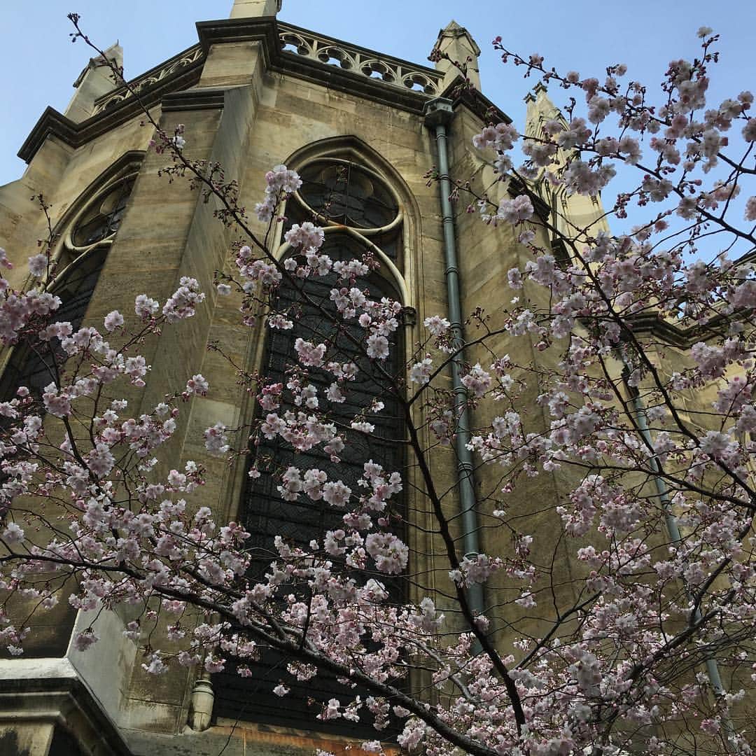 辻仁成さんのインスタグラム写真 - (辻仁成Instagram)「桜みたいな花やねー。アーモンドかなぁ。。。 どなたか植物専門家さま、分析お願いします。」3月9日 0時49分 - tsujihitonari