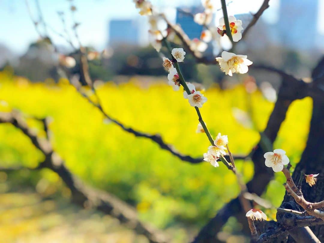 三倉佳奈さんのインスタグラム写真 - (三倉佳奈Instagram)「青い空に黄色の菜の花✨ 春だー☺︎ . #yellow #blue #spring」3月9日 16時26分 - kana_mikura0223
