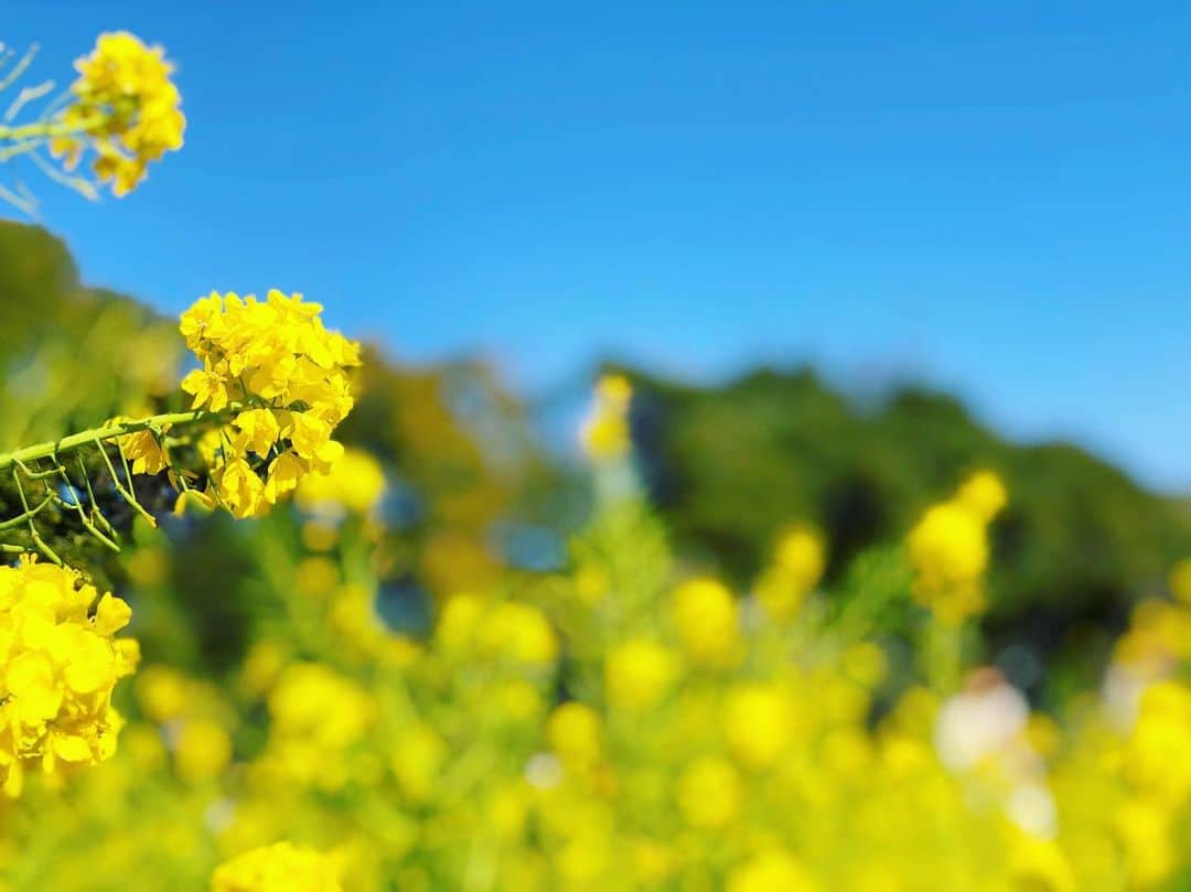 三倉佳奈さんのインスタグラム写真 - (三倉佳奈Instagram)「青い空に黄色の菜の花✨ 春だー☺︎ . #yellow #blue #spring」3月9日 16時26分 - kana_mikura0223