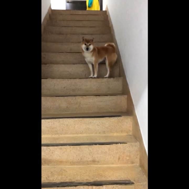 辜莞允（Nono Ku）のインスタグラム：「只要一解開胸背帶 她就覺得自己超級freeeeeeee like a bird 耗了一個小時死都不進家門 最後我爸回來兩個人前後包夾才抓到 柴犬真的很機歪氣死氣死氣死」