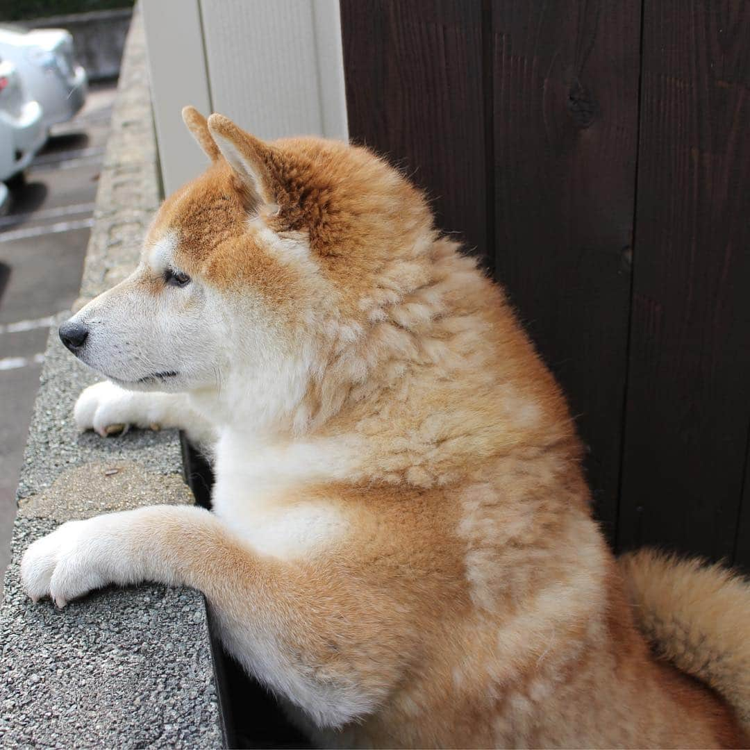 柴犬 たろのインスタグラム