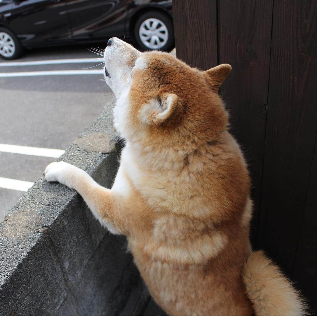 柴犬 たろさんのインスタグラム写真 - (柴犬 たろInstagram)「*. 今年初の換毛期シャンプー🚿🛁 くっさくさ🐻が、ストロベリーの香りになったよ🍓 嘘だよ🐖🍌💕 ✩ ✩ #自転車に吠えた🚲💨 #短足胴長 #18キロ #shibainu #柴犬 shibadog」3月10日 1時00分 - tarochantarochan