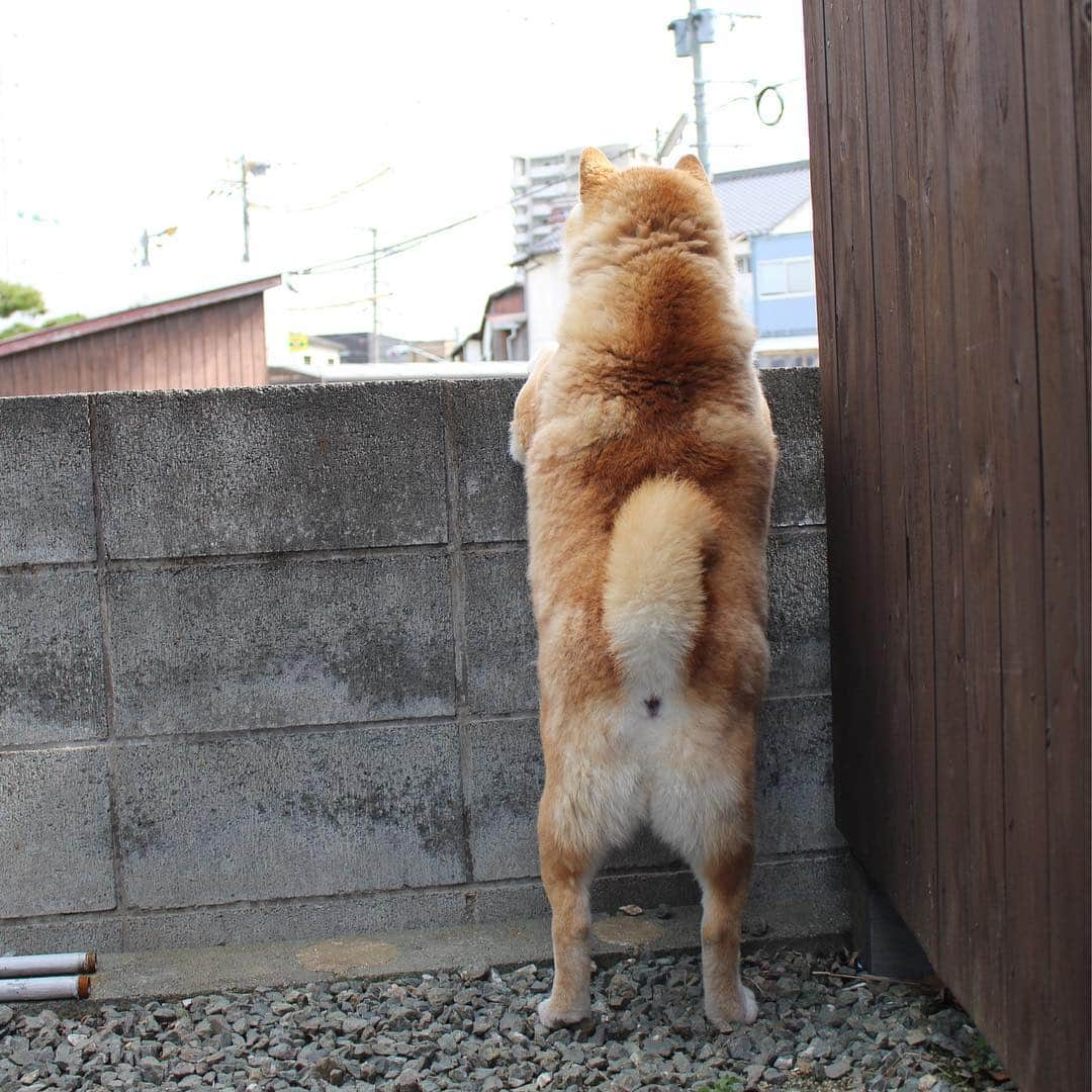 柴犬 たろさんのインスタグラム写真 - (柴犬 たろInstagram)「*. 今年初の換毛期シャンプー🚿🛁 くっさくさ🐻が、ストロベリーの香りになったよ🍓 嘘だよ🐖🍌💕 ✩ ✩ #自転車に吠えた🚲💨 #短足胴長 #18キロ #shibainu #柴犬 shibadog」3月10日 1時00分 - tarochantarochan