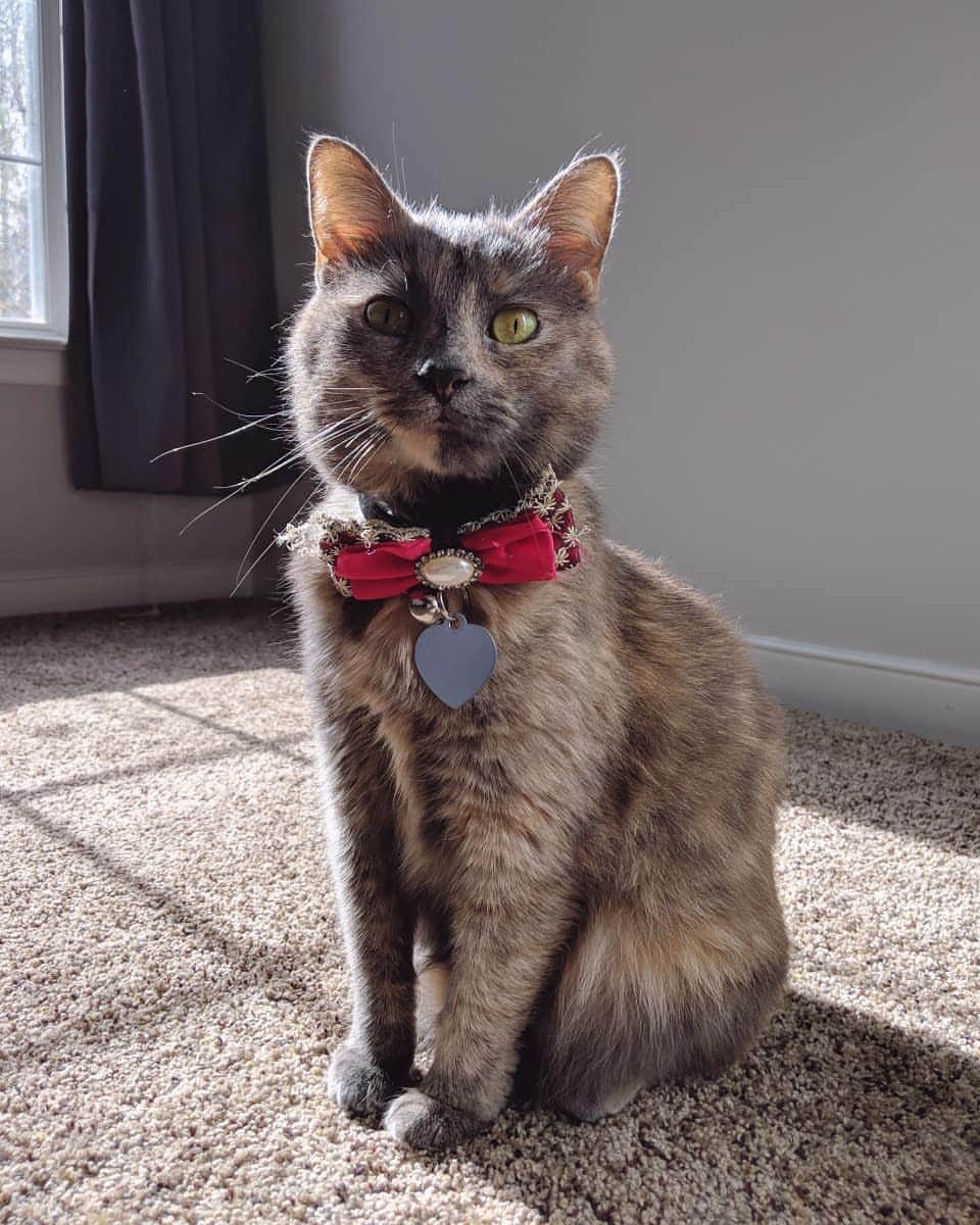のインスタグラム：「And finally, this is Soya the youngest bean and the biggest baby. Soya is very shy and timid but also the most aggressive out of all the beans. She constantly picks fights with the other cats and plays so rough she makes them run away 🙈 She's also the most clingy out of all the beans and prefers to stay in whatever room we are in at the time. If we leave the house she'll wait by the front door until we return. Soya has so much attitude and she'll "talk back" when she knows she's in trouble or doing something wrong. She also knows how cute she is and uses that to her advantage 🤭 Soya loves her hoomans and destroying carboard boxes.」
