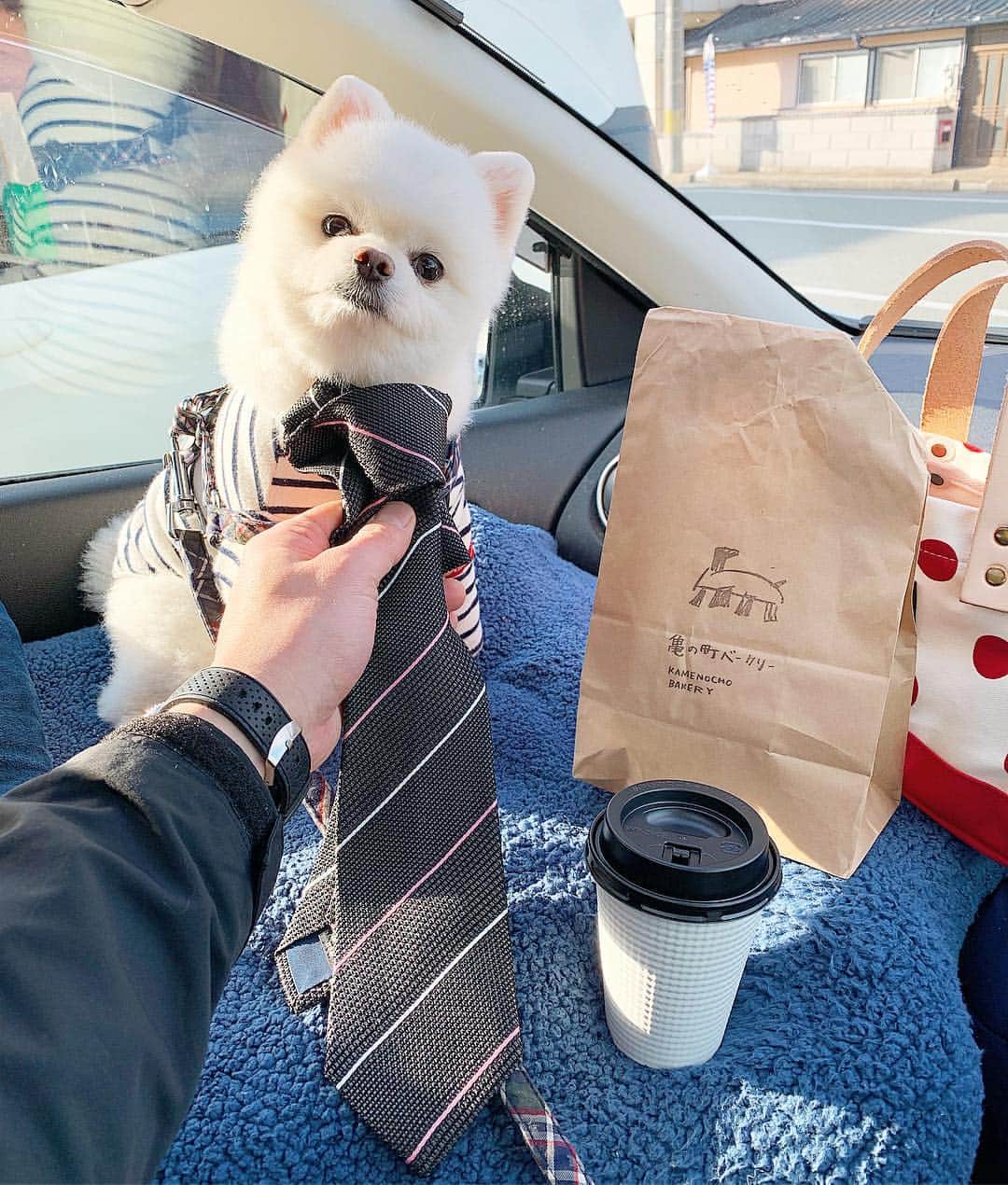 のインスタグラム：「ひのめ商店でやっほい☕️🐶💕 #ひのめ商店 #縫人 #OwnGArmentproducts #こおひい工房珈音 #KAMENOCHOSTORE #ポメリズム #ポメラニアン #白ポメ #pomeranian」