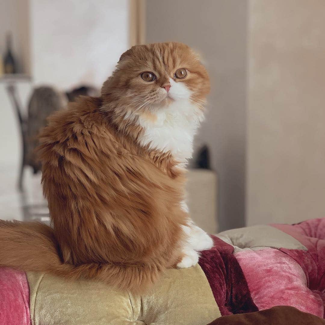 HIKAKINのインスタグラム：「おはようもっちゃん🥺💕 #もふこ #猫」
