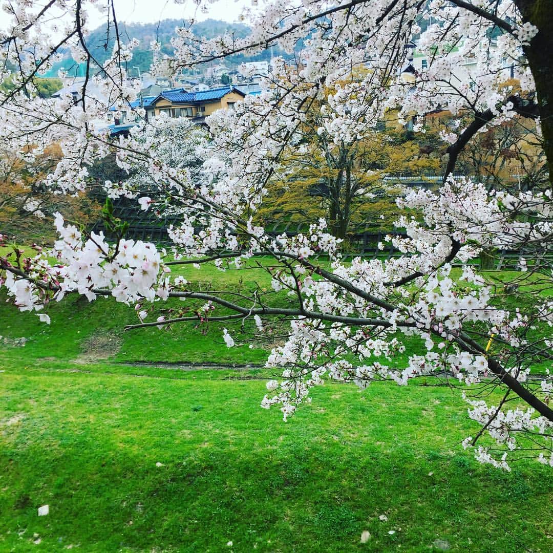 彩住宅さんのインスタグラム写真 - (彩住宅Instagram)「#イマソラ#琵琶湖疏水#京都#滋賀#桜#sky#cherryblossom」4月8日 15時11分 - saijyutaku