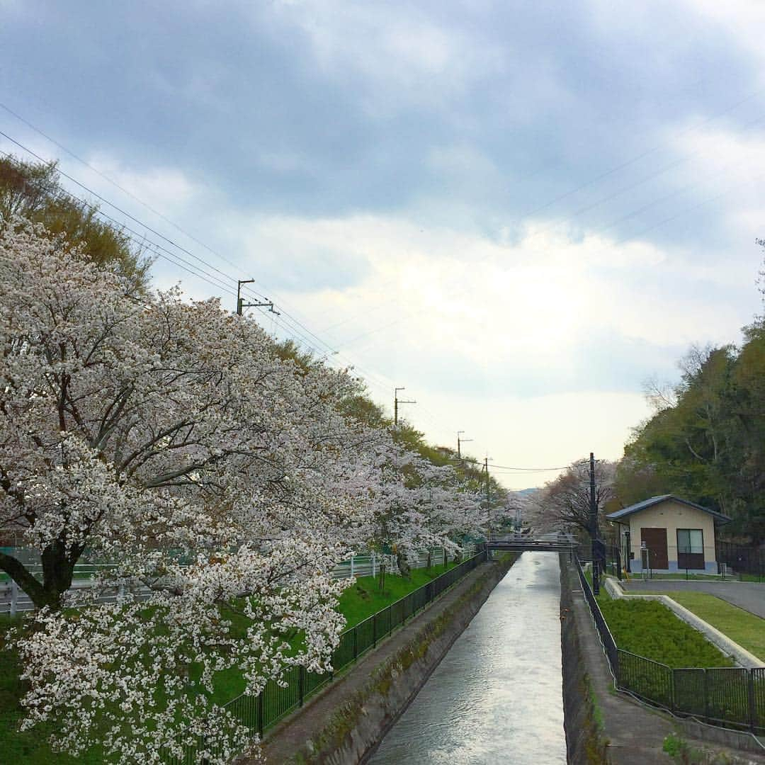 彩住宅のインスタグラム：「#イマソラ#琵琶湖疏水#京都#滋賀#桜#sky#cherryblossom」