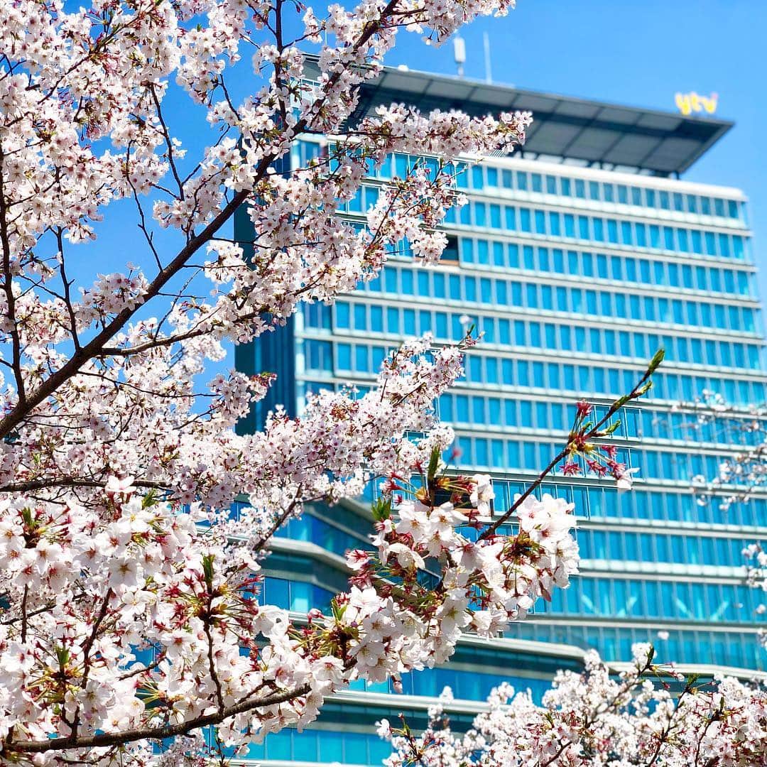 読売テレビ「かんさい情報ネットten.」さんのインスタグラム写真 - (読売テレビ「かんさい情報ネットten.」Instagram)「きょうの #大阪城公園 少し風がありますが、 昼の陽気に誘われ、多くの方が訪れています。  このお天気はいつまで？ 気になる #花粉 は？ #蓬莱大介 さんの #スケッチ予報 で…  #きょうは拡大午後3時50分から #新市長新知事生出演です #新社屋と桜 #ten. #今週もよろしくおねがいします」4月8日 13時47分 - ytv.ten
