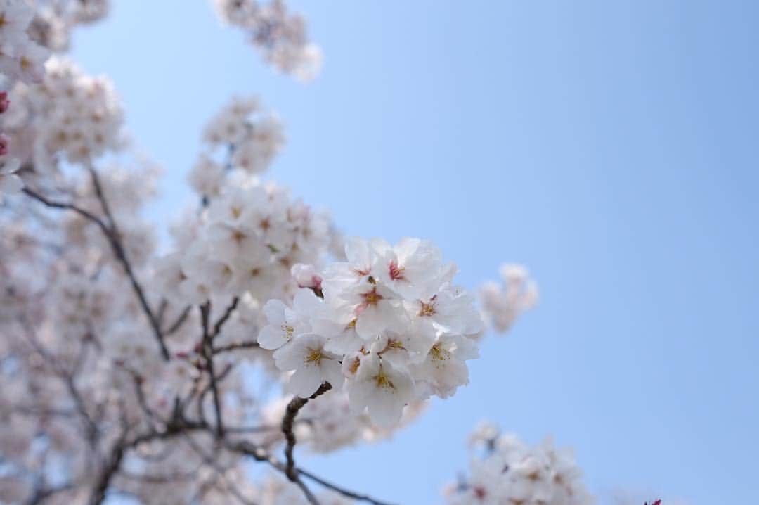 Keikooooooさんのインスタグラム写真 - (KeikooooooInstagram)「お花見🌸 穴場に連れて来てもらいました。 朝早く起きて、天気も良くて気持ちいい時間でした。 また来年もここの桜を見に来たい！ . #桜 #お花見」4月8日 13時40分 - keity1011