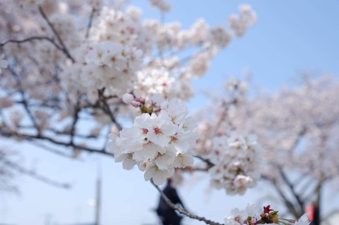 Keikooooooさんのインスタグラム写真 - (KeikooooooInstagram)「お花見🌸 穴場に連れて来てもらいました。 朝早く起きて、天気も良くて気持ちいい時間でした。 また来年もここの桜を見に来たい！ . #桜 #お花見」4月8日 13時40分 - keity1011