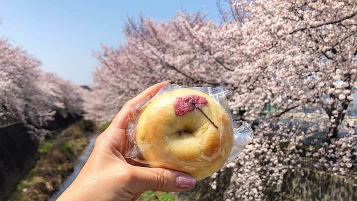 ゆりあさんのインスタグラム写真 - (ゆりあInstagram)「. . . . 今の時期限定の 🌸桜のベーグル🌸 . . . . 桜のベーグルをプレゼントしたら 『良質なカーボ』と言われました😂ww . . . そんな君たちが大好きですww 言ってることがお笑いかて。 . . . 撮影参考 @pan.harunats 🌸🌸 #桜 #サクラサク #また来年 #さくらひらひら #舞い降りて落ちて #真顔で面白いこと言う #ベーグル #タピオカ #カーボ #パン #BAGEL #桜ベーグル #旬のもの #🥯 #毎日アナボリック #たまらん #綺麗は作れる #努力は必ず報われる . . . . @chi11s2fit ちかほの分は また新しく仕入れますw🌸 春のうちに会いましょう❤ . . . ピヨピヨ☺ . . .」4月8日 13時44分 - yuria_life