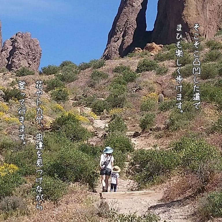 すずかさんのインスタグラム写真 - (すずかInstagram)「まひはジャンピングカクタスを見て、本能的に危険を察知したようです。  #jumpingcactus ↑興味のある方はタグ検索してみて下さい。 なかなか凄い奴です(  ｰ̀дｰ́ ) .  #サボテン #ジャンピングカクタス #飛ぶサボテン #cactus #cholla  #lostdutchmanstatepark #ロストダッチマン州立公園 #育児絵日記 #子育て #子育て日記 #新米ママ #3歳2ヶ月 #男の子 #海外子育て #イラスト #海外赴任 #駐在員 #駐妻 #アメリカ #アリゾナ #アリゾナ駐妻 #arizona  いつもコメントありがとうございますっ(*´▽｀*) 大切に読ませて頂いています♡ 水系スクイーズ、教えて頂きありがとうございます！！ まひはあひるが大好きすぎて一緒に寝ているので、それは止めてもらうことにします( ˊᵕˋ ;)💦 . . . .ブログ更新しました！ 『我が家のお風呂の話。続き2。』 修理のおじちゃん達がどうしてくれたかというと。。。 . 気づけば絵すら描いていません(  ｰ̀дｰ́ ) .  プロフィールのURLから飛べますので、お暇な時にご覧下さい( ⁎ᵕᴗᵕ⁎ )❤︎」4月8日 13時44分 - suzuqua