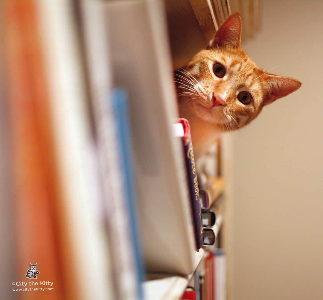 City the Kittyさんのインスタグラム写真 - (City the KittyInstagram)「Don’t worry. I’m ok.  #imokay #nevergiveup ❤️ Citythekitty.org」4月8日 13時48分 - citythekitty