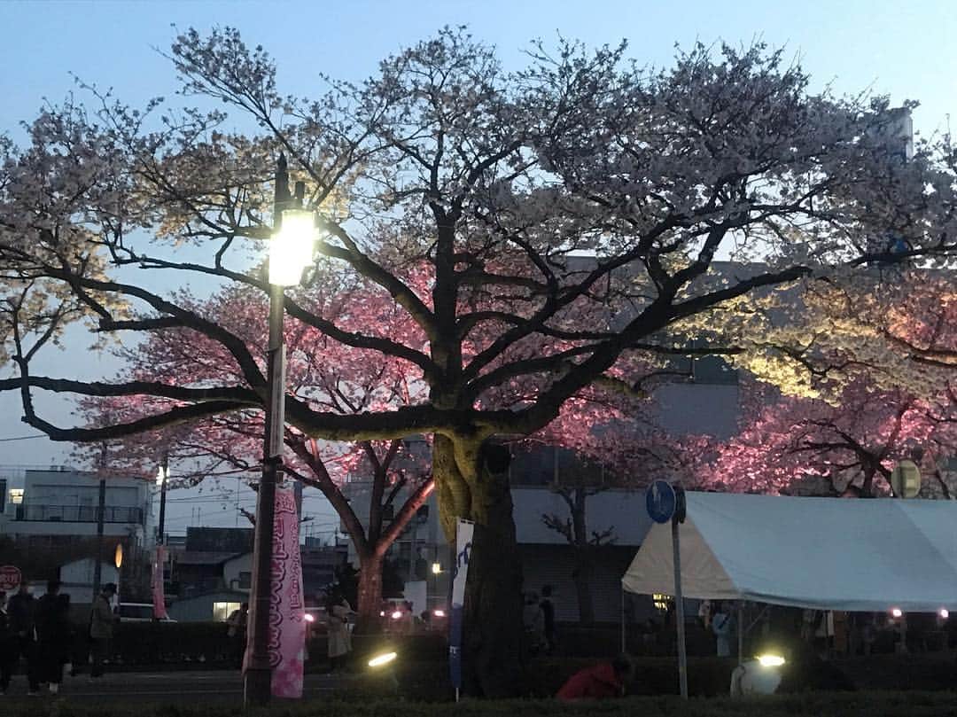 有働文子さんのインスタグラム写真 - (有働文子Instagram)「バタバタしていて、全く自分の写真が無いのですが、土曜日は茨城放送の日立桜祭りのレポートに参加してきました🌸  桜祭りの会場には、4年ぶりでしたが...レポートしながら、色々思い出し...美味しいお酒も飲ませていただきました💕 お酒はすごく弱くなっていて、次の日は死にました。もう若くないんですね😅  リスナーさんにも、久しぶりにお会いできて、楽しい時間を過ごせました。 新年度、私もたくさん桜を咲かせられるよう頑張ります🙏✨ #日立桜まつり  #桜満開の木の下で  #桜祭り #桜 #桜大好き💕」4月8日 14時04分 - udou_fumiko