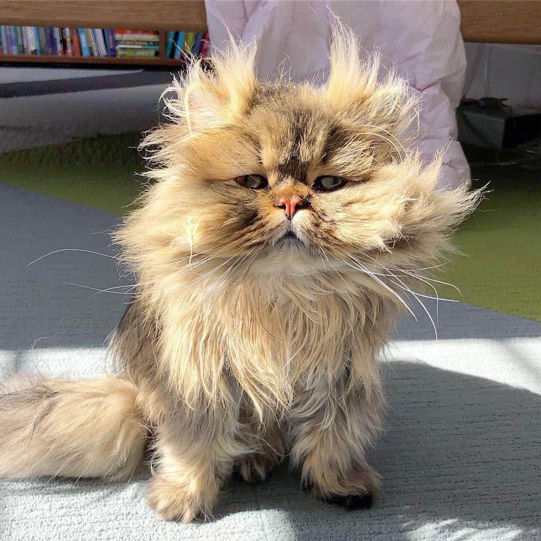 Aww Clubさんのインスタグラム写真 - (Aww ClubInstagram)「This is my hair in the morning ⠀ ⠀ 📹@barnaby_persian⠀ ⠀ #meowed #Barnaby #persian #morningme」4月8日 14時00分 - meowed