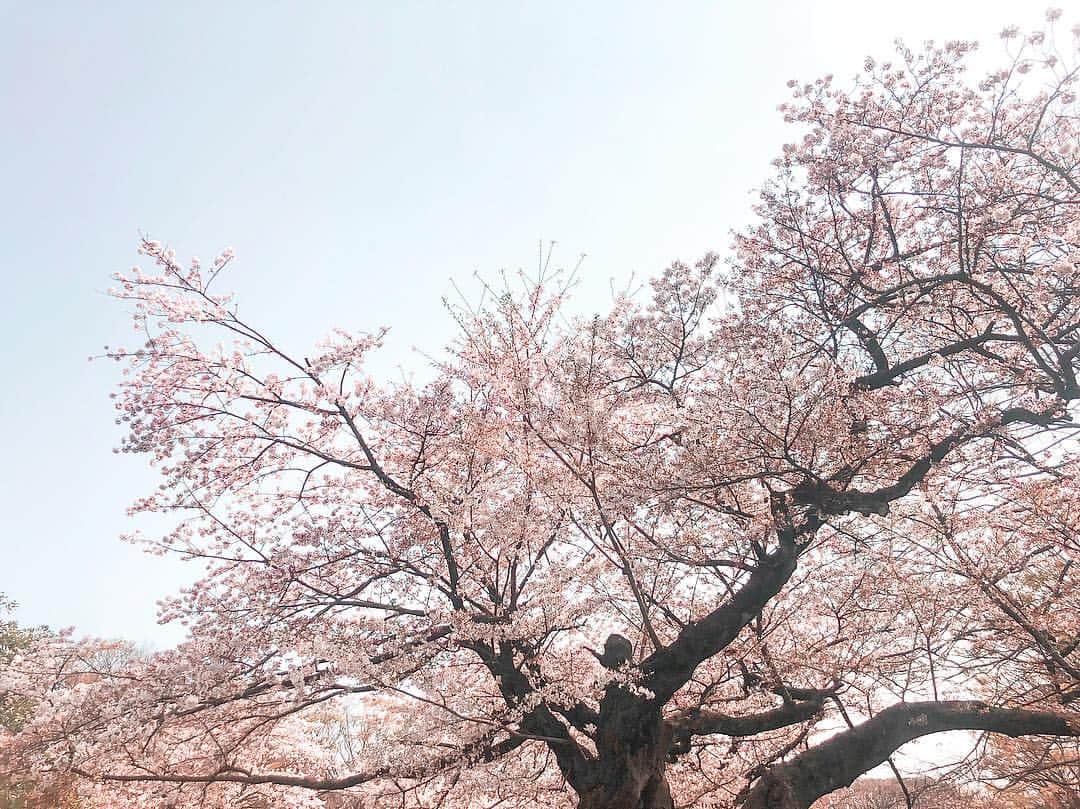 淡輪優希さんのインスタグラム写真 - (淡輪優希Instagram)「やっと今年の #春 を実感🌸 #spring #cherryblossom #japan #tokyo #お花見 #今年初 #springday」4月8日 14時00分 - yukitannowa